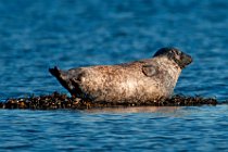 10 Foca comune - Isola di Mull, Ebridi interne, Scozia