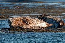 11 Foca comune - Isola di Mull, Ebridi interne, Scozia