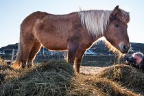 10 A friend in Iceland