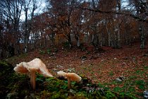 3 Funghi nel loro ambiente