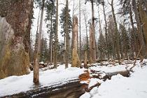 1 La foresta incontaminata della Bayerisher Wald