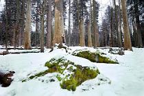 3 La foresta incontaminata della Bayerisher Wald