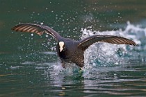 17 Coot - Natural Oasis of Posta Fibreno Lake, Italy