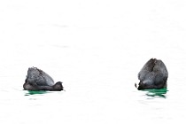 19 Coots - Natural Oasis of Posta Fibreno Lake, Italy