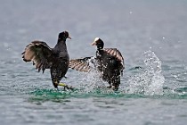 20 Coots - Natural Oasis of Posta Fibreno Lake, Italy