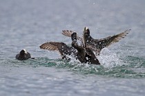 21 Coots - Natural Oasis of Posta Fibreno Lake, Italy