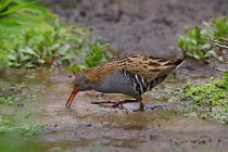 22 Water rail - Natural Oasis of Posta Fibreno Lake, Italy