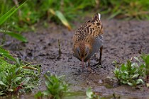 23 Water rail - Natural Oasis of Posta Fibreno Lake, Italy