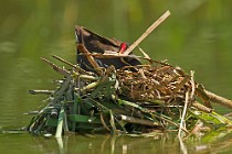 24 Moorhren - Natural Oasis of Racconigi, Italy