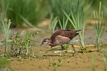 27 Moorhren - Natural Oasis of Racconigi, Italy