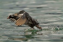 31 Leucistic coot - Natural Oasis of Posta Fibreno Lake, Italy