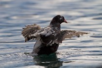 32 Leucistic coot - Natural Oasis of Posta Fibreno Lake, Italy