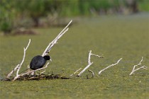 33 Coots - Natural Oasis of Posta Fibreno Lake, Italy