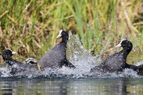 34 Coots - Natural Oasis of Posta Fibreno Lake, Italy