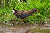 36 Water rail - Natural Oasis of Posta Fibreno Lake,