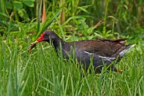 25 Gallinella d'acqua - Oasi Naturale di Racconigi, Torino