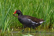 26 Gallinella d'acqua - Oasi Naturale di Racconigi, Torino