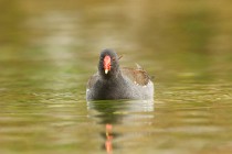 28 Gallinella - Oasi Naturale del Lago di Posta Fibreno, Frosinone