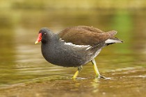 29 Gallinella - Oasi Naturale del Lago di Posta Fibreno, Frosinone