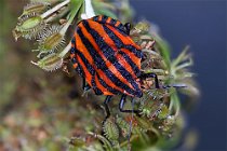 1 Graphosoma italicum