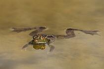 0522_RanaVerde♀ 16