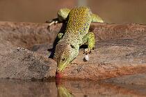 0538_Monfrague_LucertolaOcellata 19