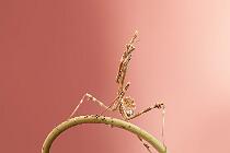 0722_EmpusaPennata_Casa 18