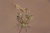 0724_EmpusaPennata_Casa 04