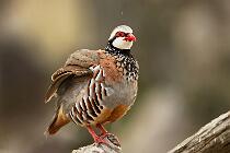 4398_Coto_Pernice 11