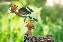 5428_Cisterna_Upupa 09