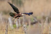 5450_CaprolaceNord_FalcoPalude 06