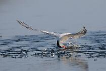 5452_Pantani_Sterna 14