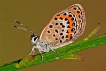 38 Argo - (Plebejus argo)