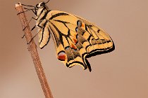 41 Papilio macaon just stolen