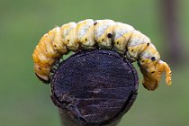 40 Bruco di Sfinge Testa di Morto - (Acheronia atropos)