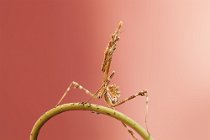 14 Empusa pennata (nymph)