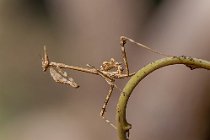 15 Empusa pennata (nymph)