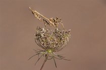 16 Empusa pennata (nymph)