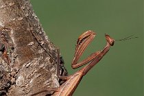 11 Mantide religiosa - (Mantis religiosa)