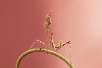 18 Empusa pennata (ninfa)