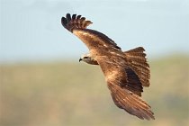 46 Black Kite