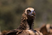47 Cinerous vulture