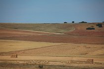 48 Crops in the pampas around Monfrague