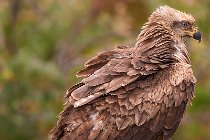 49 Close up of a Red Kite