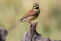 50 A coloured Cirl bunting