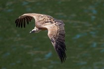 53 Vulture on flight on Tago river