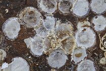 07 Concretions on the keel of a boat