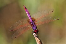 12 Sympetrum sanguineum  ♂