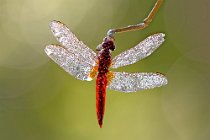 5 Sympetrum sanguineum  ♂