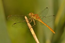 8 Orthetrum cancellatum ♀